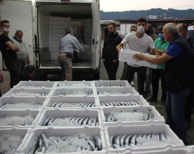 Rize'de balıkçılar kasalar dolusu palamutla döndü 1
