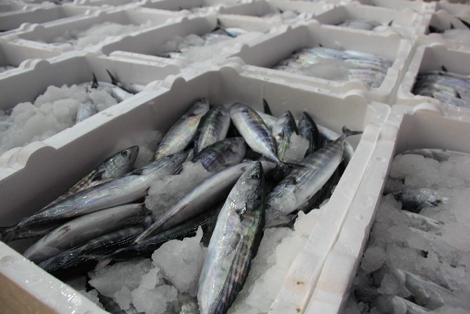 Rize'de balıkçılar kasalar dolusu palamutla döndü 2