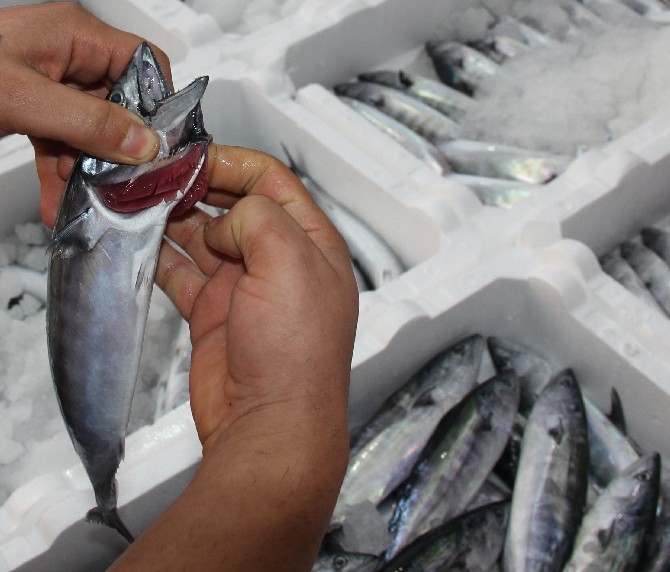 Rize'de balıkçılar kasalar dolusu palamutla döndü 3