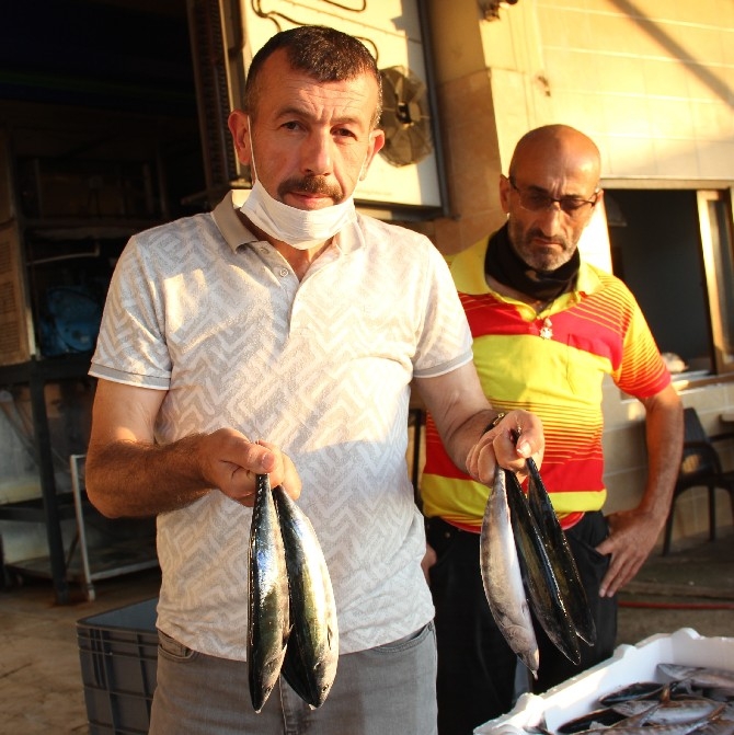 Rize'de balıkçılar kasalar dolusu palamutla döndü 4