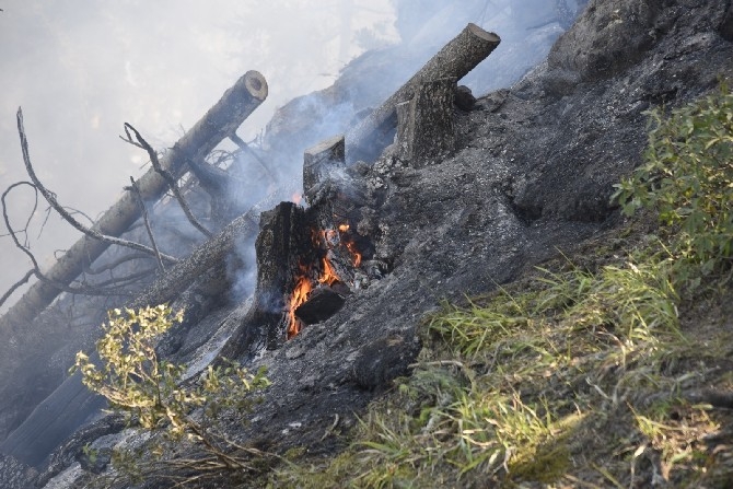 Artvin'de çıkan yangında 4 hektar orman zarar gördü 10
