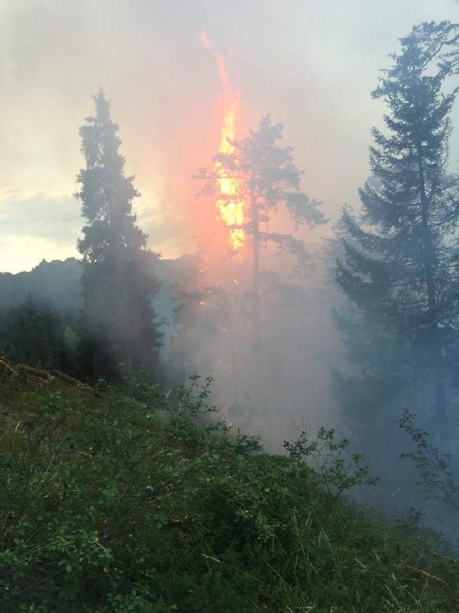Artvin'de çıkan yangında 4 hektar orman zarar gördü 5