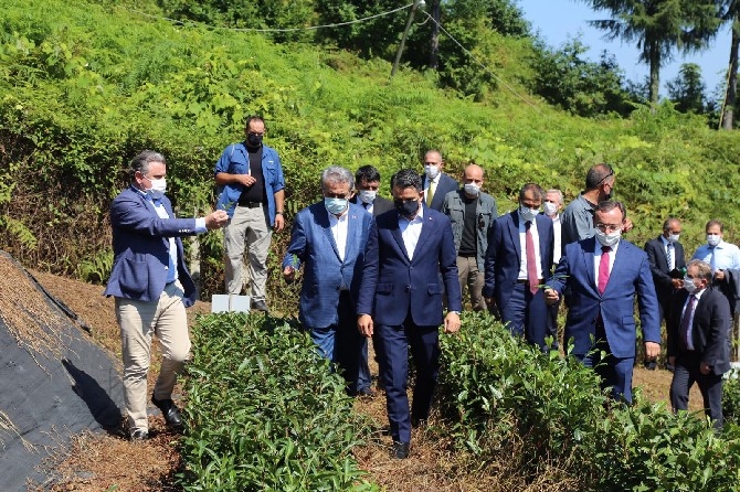 Tarım ve Orman Bakanı Pakdemirli, Rize'de 13