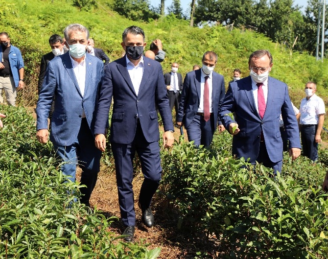 Tarım ve Orman Bakanı Pakdemirli, Rize'de 6