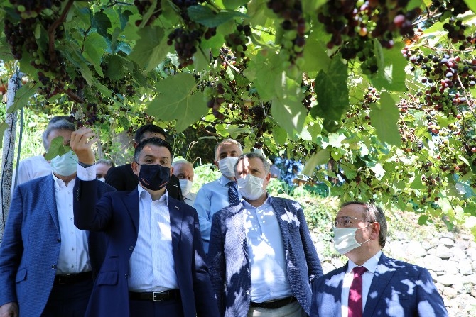 Tarım ve Orman Bakanı Pakdemirli, Rize'de 7