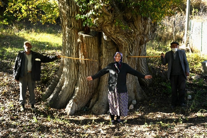 Dünyanın en yaşlı armut ağacı Artvin’de tespit edildi 1
