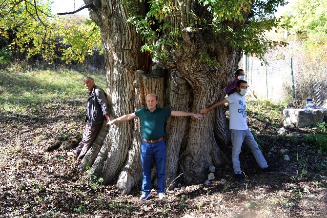 Dünyanın en yaşlı armut ağacı Artvin’de tespit edildi 10