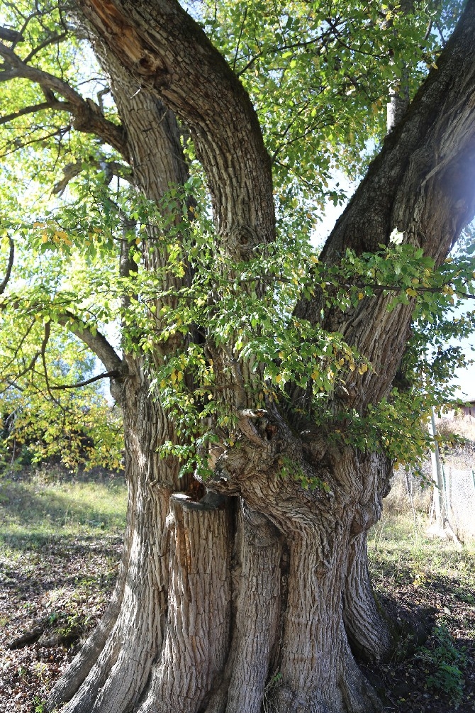 Dünyanın en yaşlı armut ağacı Artvin’de tespit edildi 11