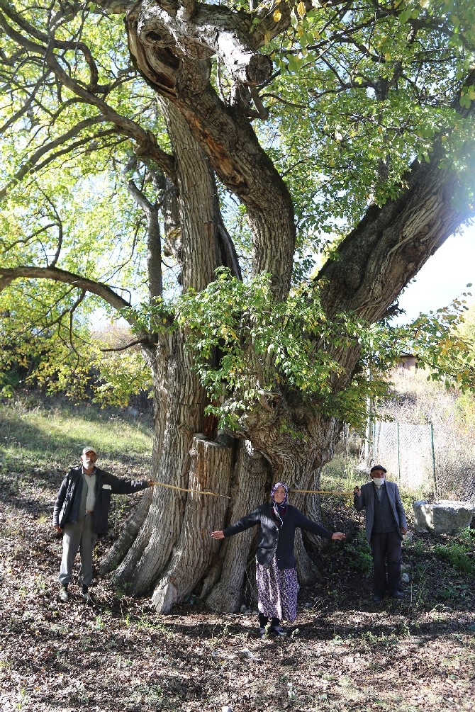 Dünyanın en yaşlı armut ağacı Artvin’de tespit edildi 12