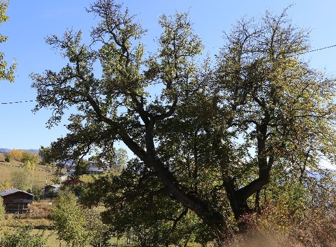 Dünyanın en yaşlı armut ağacı Artvin’de tespit edildi 13