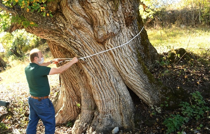 Dünyanın en yaşlı armut ağacı Artvin’de tespit edildi 14