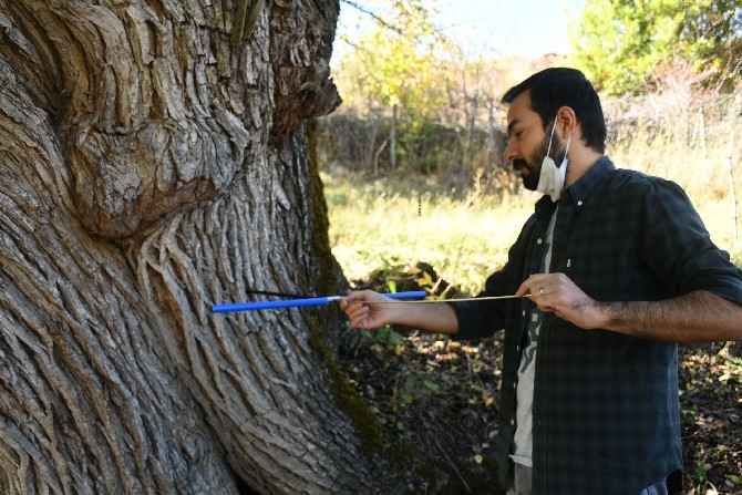 Dünyanın en yaşlı armut ağacı Artvin’de tespit edildi 15