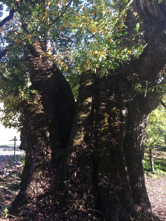 Dünyanın en yaşlı armut ağacı Artvin’de tespit edildi 17