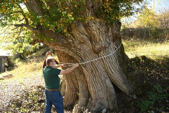 Dünyanın en yaşlı armut ağacı Artvin’de tespit edildi 2