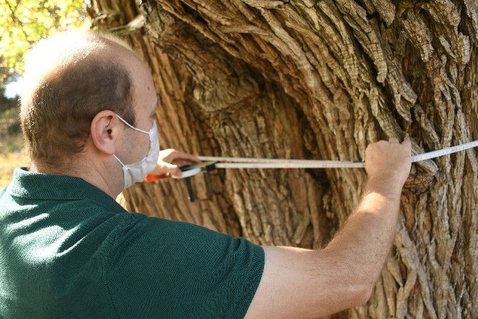Dünyanın en yaşlı armut ağacı Artvin’de tespit edildi 3