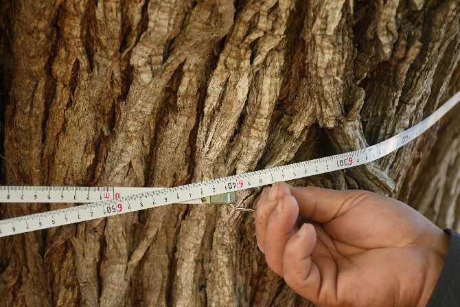 Dünyanın en yaşlı armut ağacı Artvin’de tespit edildi 4