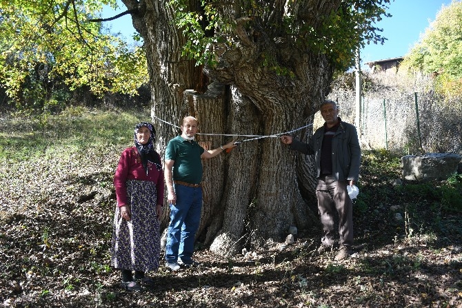 Dünyanın en yaşlı armut ağacı Artvin’de tespit edildi 5