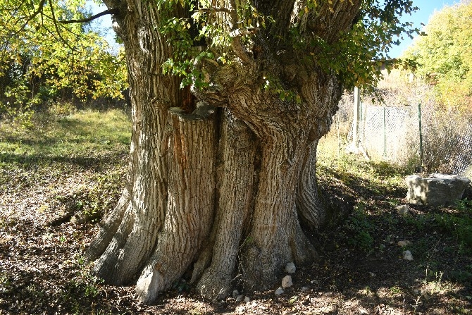 Dünyanın en yaşlı armut ağacı Artvin’de tespit edildi 7