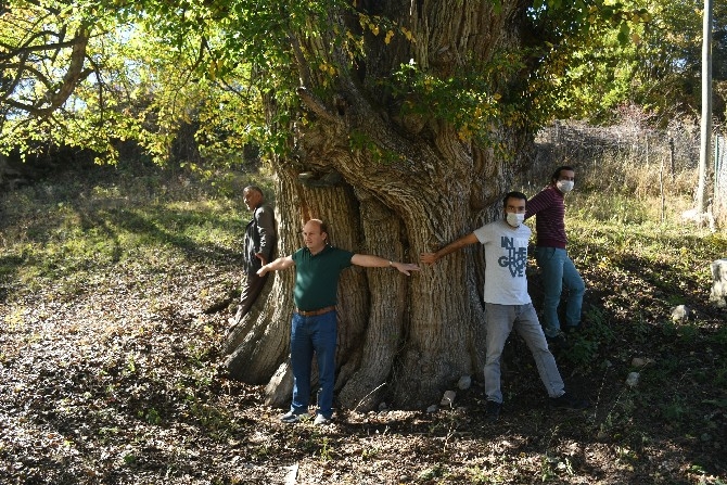 Dünyanın en yaşlı armut ağacı Artvin’de tespit edildi 9