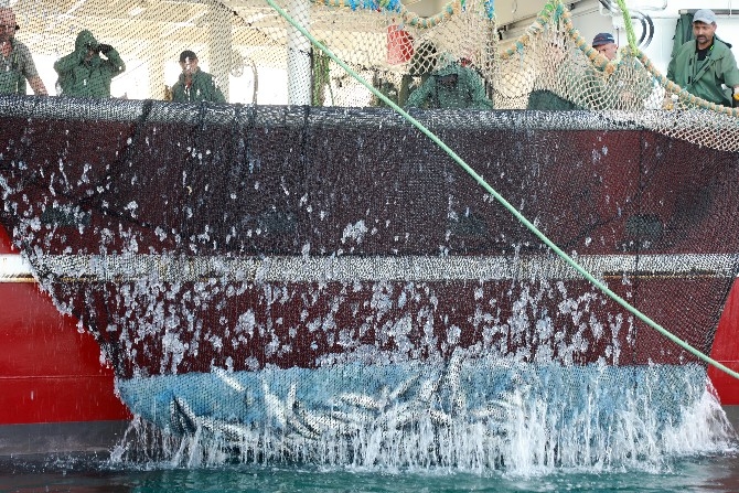 Rize'de balıkçıların yüzü palamutla güldü 2