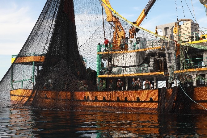 Rize'de balıkçıların yüzü palamutla güldü 9