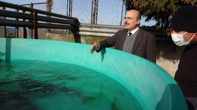 RTEÜ, Mersin Balığını korumaya ve gelecek nesillere aktarmaya çalışıyor 2