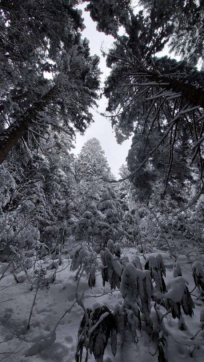 Ayder'de kar yağışı sonrası güzel görüntüler oluştu 13