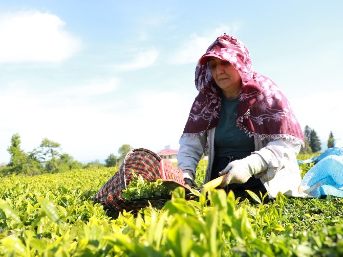 Rize Ticaret Borsası Başkanı ve üreticiler yaş çay taban fiyatını beğend 11