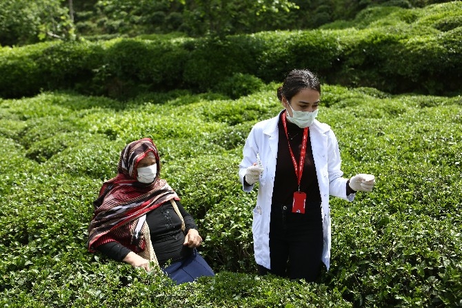 Sürmene'de aşı çalışması çay tarlalarında devam ediyor 1