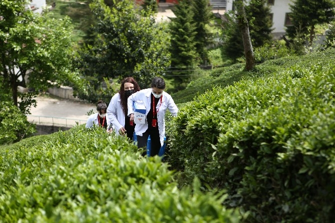 Sürmene'de aşı çalışması çay tarlalarında devam ediyor 14