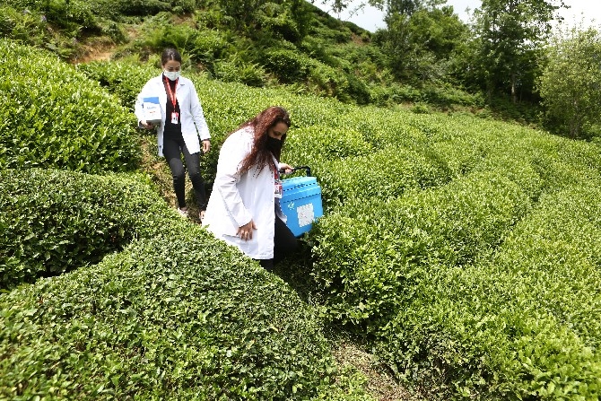 Sürmene'de aşı çalışması çay tarlalarında devam ediyor 4