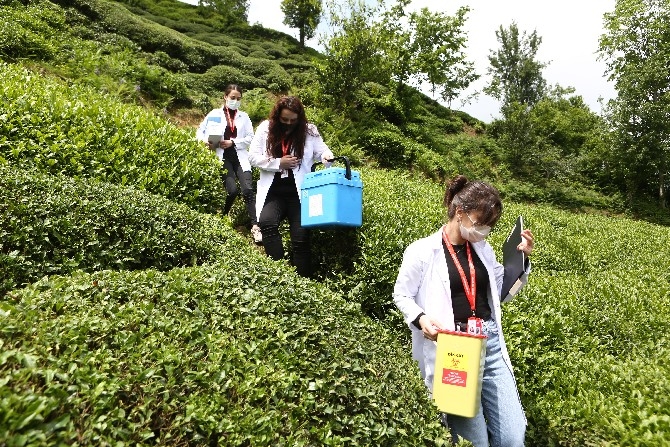Sürmene'de aşı çalışması çay tarlalarında devam ediyor 8