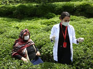 Sürmene'de aşı çalışması çay tarlalarında devam ediyor