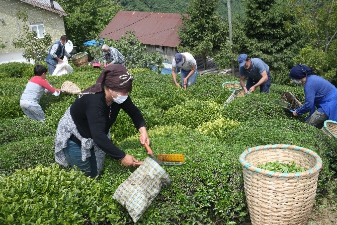 Fındık diyarı Ordu'da hasadına başlanan çay, üreticilerin yüzünü gü 10