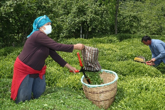 Fındık diyarı Ordu'da hasadına başlanan çay, üreticilerin yüzünü gü 15