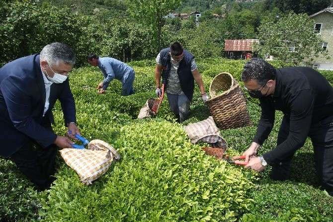 Fındık diyarı Ordu'da hasadına başlanan çay, üreticilerin yüzünü gü 16