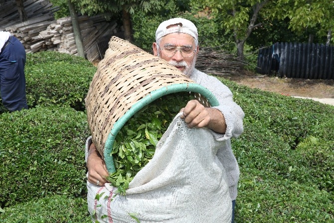 Fındık diyarı Ordu'da hasadına başlanan çay, üreticilerin yüzünü gü 20