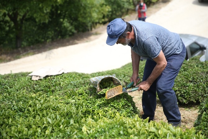 Fındık diyarı Ordu'da hasadına başlanan çay, üreticilerin yüzünü gü 3