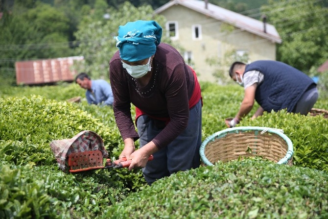 Fındık diyarı Ordu'da hasadına başlanan çay, üreticilerin yüzünü gü 9