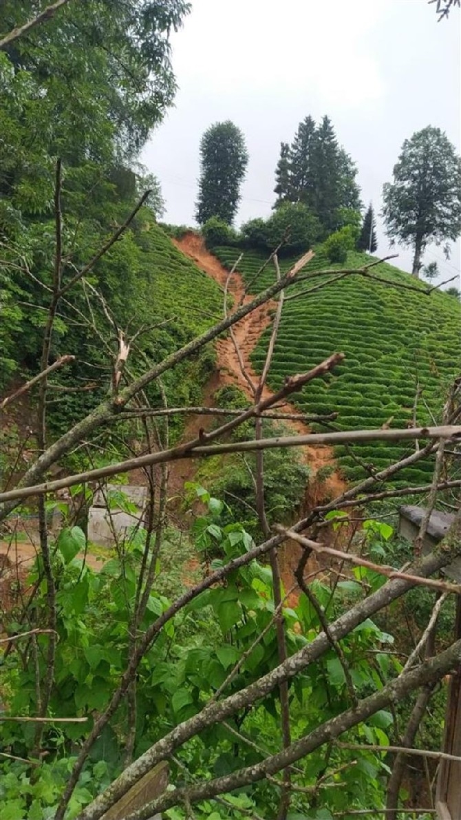 Rize’de 510 Çay Üreticisinin 740 Dekar Çay Bahçesi Selde Zarar Gördü 11