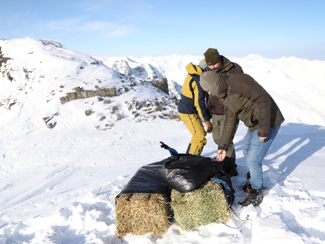 Çengel boynuzlu dağ keçileri için Kaçkarlara helikopterle yem taşındı 15