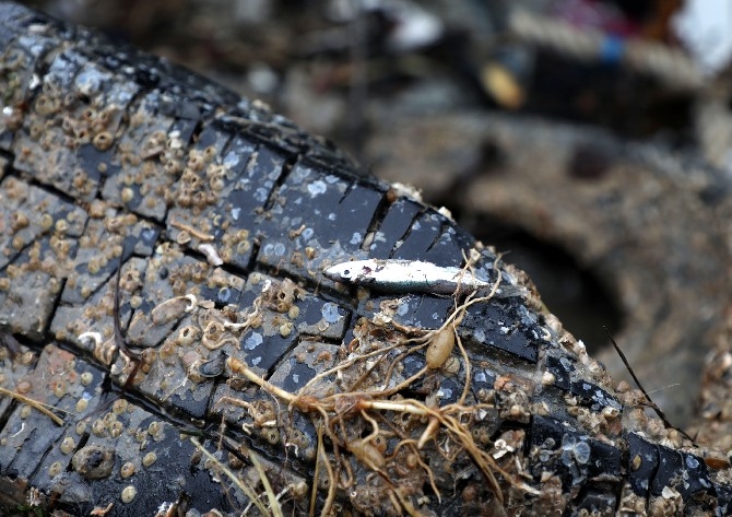 Plastik atıklar denizlerde biyoçeşitliliği olumsuz etkiliyor 20