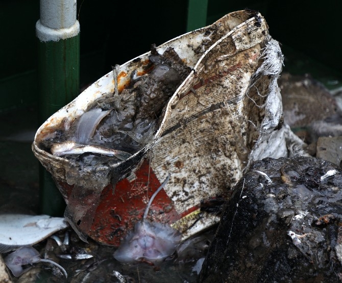 Plastik atıklar denizlerde biyoçeşitliliği olumsuz etkiliyor 7