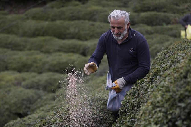 Doğu Karadeniz'de 204 bin üretici yaş çay sezonuna hazırlanıyor 2