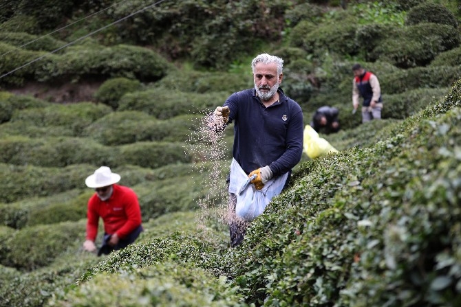 Doğu Karadeniz'de 204 bin üretici yaş çay sezonuna hazırlanıyor 3