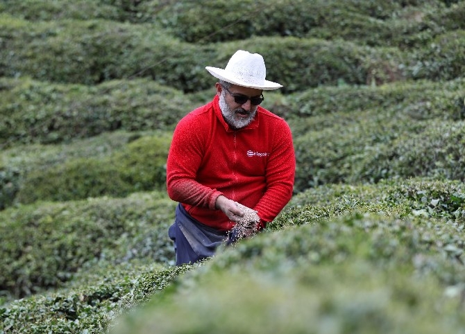 Doğu Karadeniz'de 204 bin üretici yaş çay sezonuna hazırlanıyor 4
