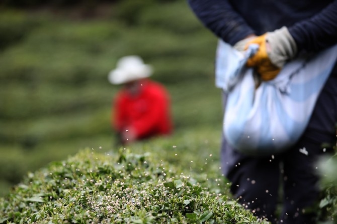 Doğu Karadeniz'de 204 bin üretici yaş çay sezonuna hazırlanıyor 5