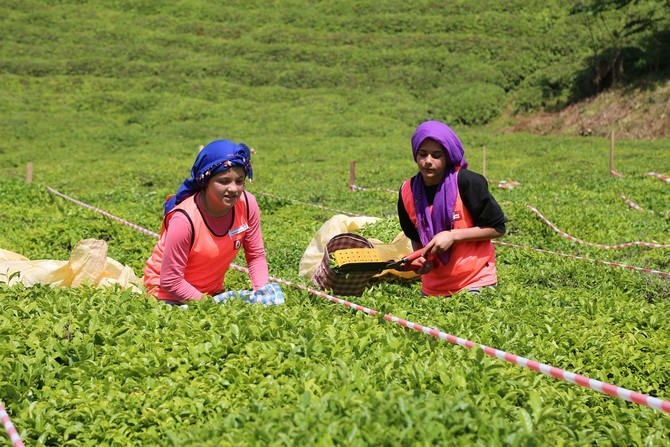 Çay Hasat Şenliği ve Okullar Arası Çay Toplama Yarışması düzenlendi 13