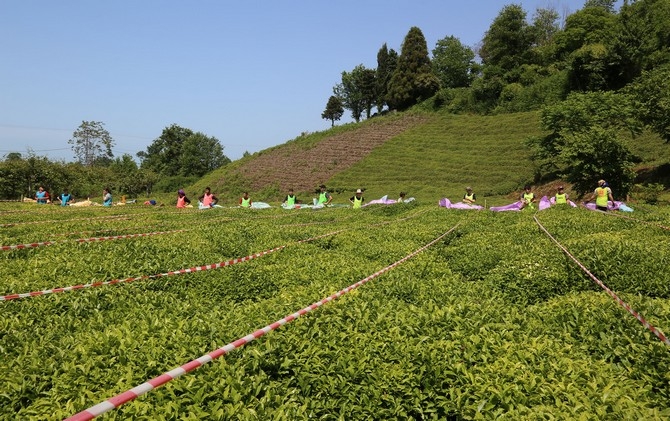 Çay Hasat Şenliği ve Okullar Arası Çay Toplama Yarışması düzenlendi 4