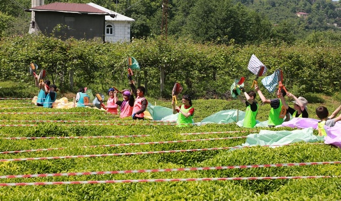 Çay Hasat Şenliği ve Okullar Arası Çay Toplama Yarışması düzenlendi 5